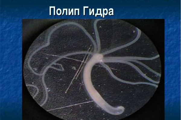 Рабочий кракен